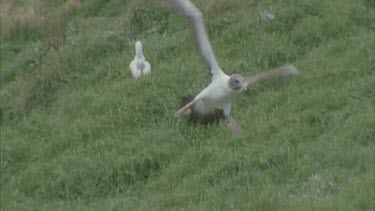 masked boobies landing in colony, in long grass
