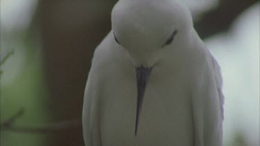 white tern in tree settling on to egg