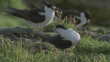 sooty terns in colony on the ground