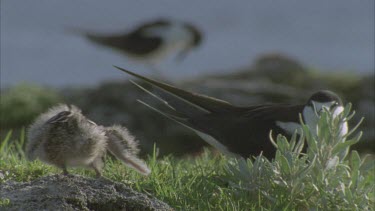 sooty tern chick