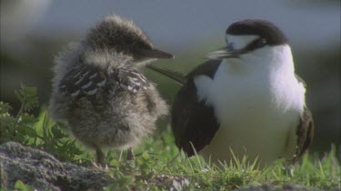 sooty tern adult and chick