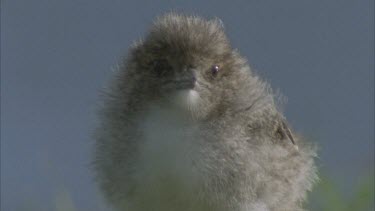 sooty chick portrait