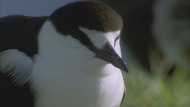 sooty adult portrait