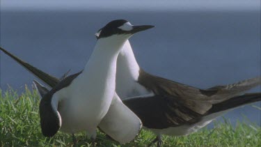 two adult terns displaying