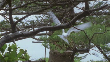 in trees flying and landing