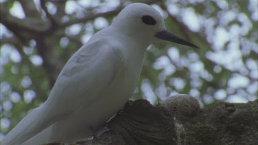 perched in front of egg