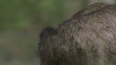 preening its feathers then feeding