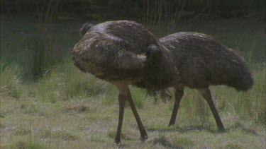 two preening its feathers then feeding