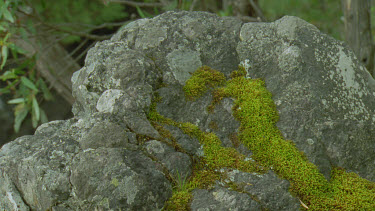 lichen and moss covered rock