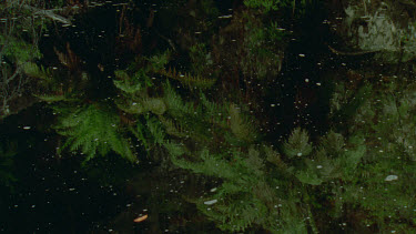 reflections of tree ferns in waterhole tilt up to tree ferns on waterhole edge