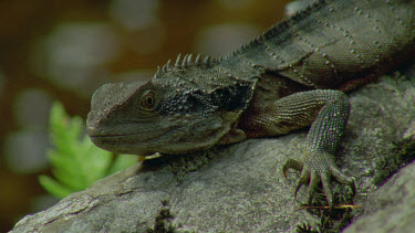 dragon lizard at waters edge basking in sun