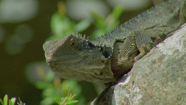 dragon lizard at waters edge basking in sun head shot