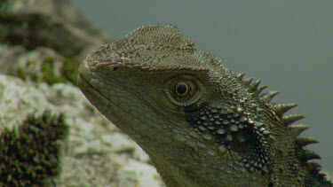 dragon lizard at waters edge basking in sun head shot