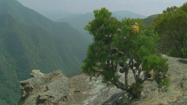 lone Hakea or Banksia on sandstone cliffs in afternoon light across valley and onto heath land