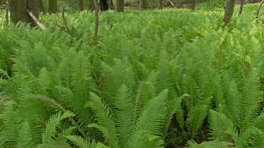 undergrowth of ferns green and verdant complete coverage tilt up to gum trees above