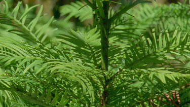 cu wollemi pine leaves and tilt up stem also plants in pots