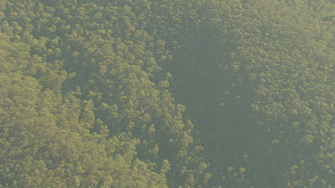 Eucalypt gum trees with the blue haze from their oils overhead
