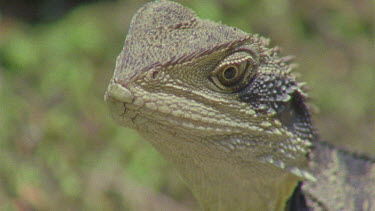 dragon lizard head shot a