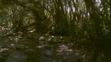 stream running through overhanging green glade boulders strewn in creek
