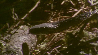 tiger snake makes its way through undergrowth