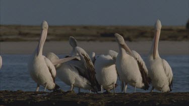 a group of pelicans preen on a sand bar with beach behind