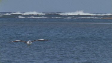 pelican flies into shot and beach behind glides low over water and lands centre frame nice long shot
