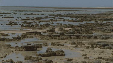 stromatolites at low tide at Hamelin pool