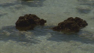 stromatolites at low tide at Hamelin pool , tide water running in between outcrops or mats of cyanobacteria