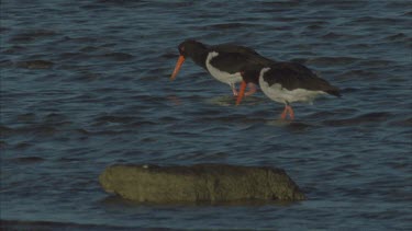 probing under rocks for food a pair