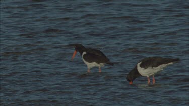 probing under rocks for food a pair