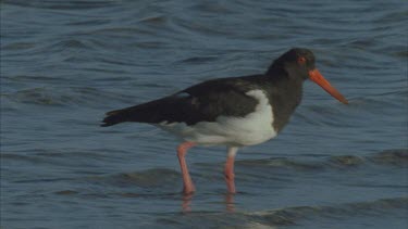 probing under rocks for food ,a pair in host occasionally , two , preening then out of shot