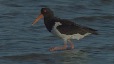 probing under rocks for food ,a pair in host occasionally , two , preening then out of shot