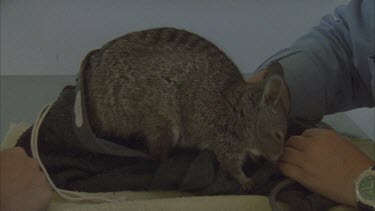 Wallaby being in capture bag in vets surgery by vet assistants , bag opened and wallaby out of the bag on surgery table