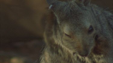 wallaby crouched in enclosure , shots of nose and paws only