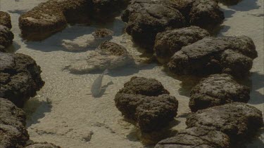 stromatolites at low tide at Hamelin pool , small fish swimming in between outcrops or mats of cyanobacteria