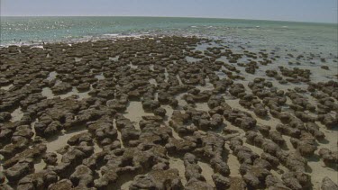 stromatolites at low tide at Hamelin pool ,water between outcrops or mats of cyanobacteria