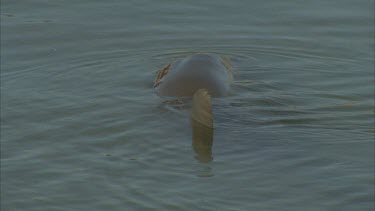 dolphin wallows in shallow water