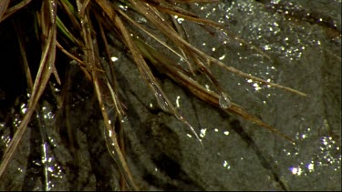 water flows over rock face and drips off alpine grass