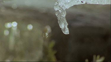 water drops from icicle in foreground and water flows of in background