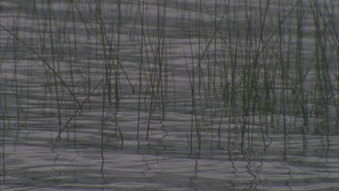 reeds in still lake artistic