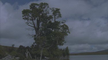 Full frame shot of King Billy pine