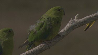 CU Orange bellied parrots perched on branch