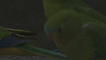 Full frame CU of with orange bellied parrots feeding in feeder