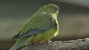 CU shot of orange bellied parrot sitting on branch then flying off repeated