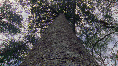 Shot from ground level looking up straight, bare trunk of celery top pine with branches fanning out at top