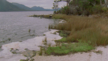 Pan from shore of celery top island to grove of celery top pines growing on side of island, with harbor and mountains in the background
