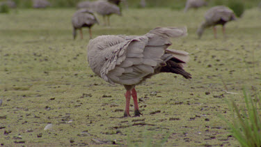 Cape Barren goose preening with others in BG