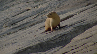 young seal portrait eyes fur