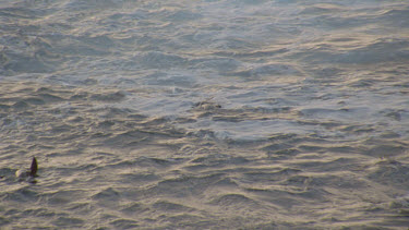 seals sea lions cavorting in water