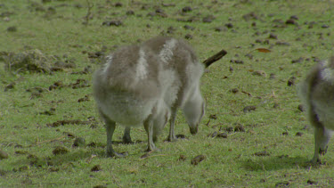 goslings grazing